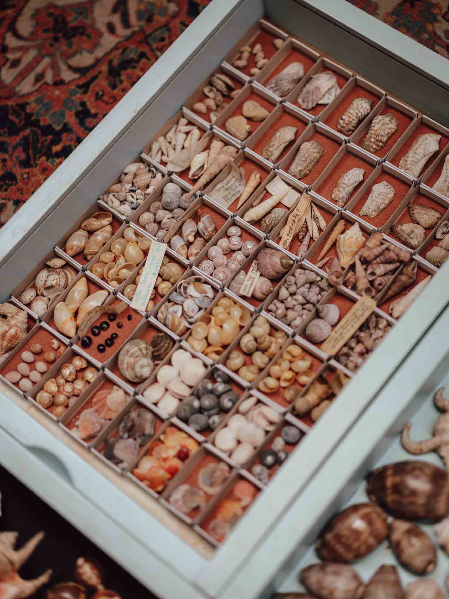 Vintage Shell Collection in Matchboxes with Original Labels