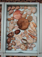 Tropical Shell Display Tray Mixed Specimens with Labels