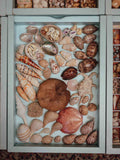 Tropical Shell Display Tray Mixed Specimens with Labels