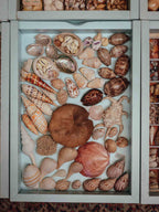 Tropical Shell Display Tray Mixed Specimens with Labels