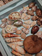 Tropical Shell Display Tray Mixed Specimens with Labels