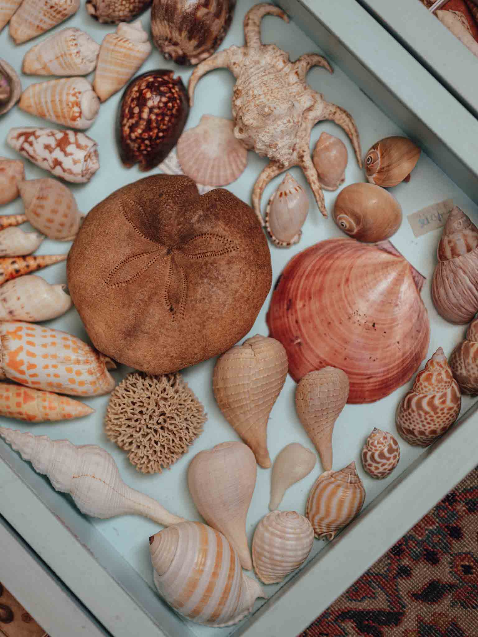 Tropical Shell Display Tray Mixed Specimens with Labels