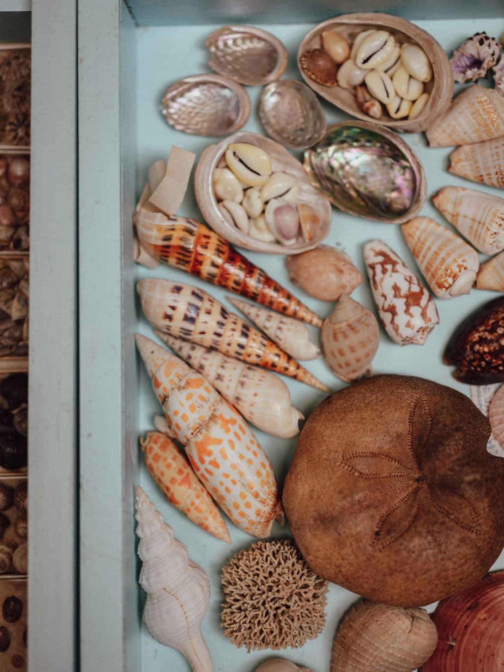 Tropical Shell Display Tray Mixed Specimens with Labels