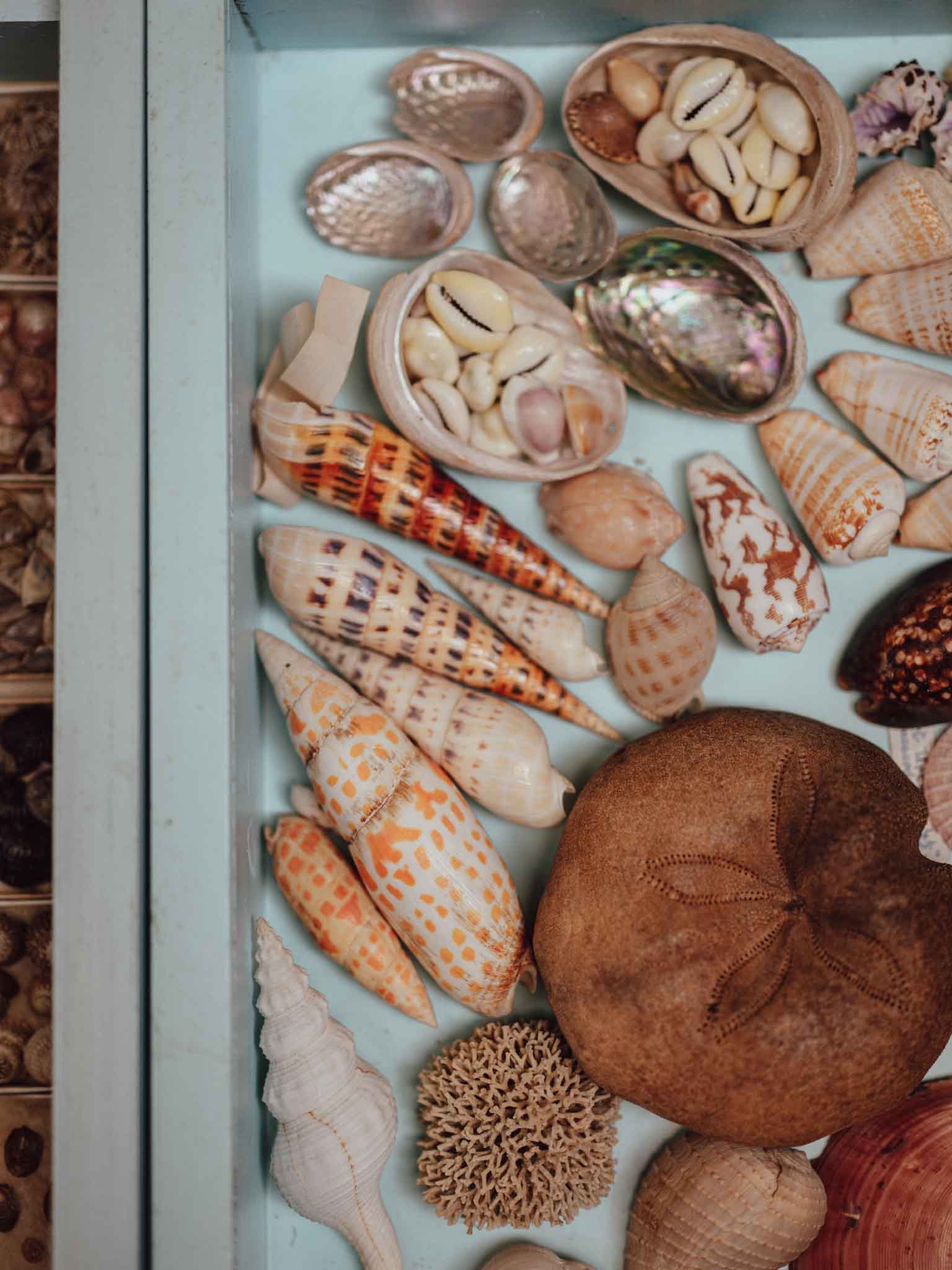 Tropical Shell Display Tray Mixed Specimens with Labels