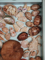 Tropical Shell Display Tray Mixed Specimens with Labels