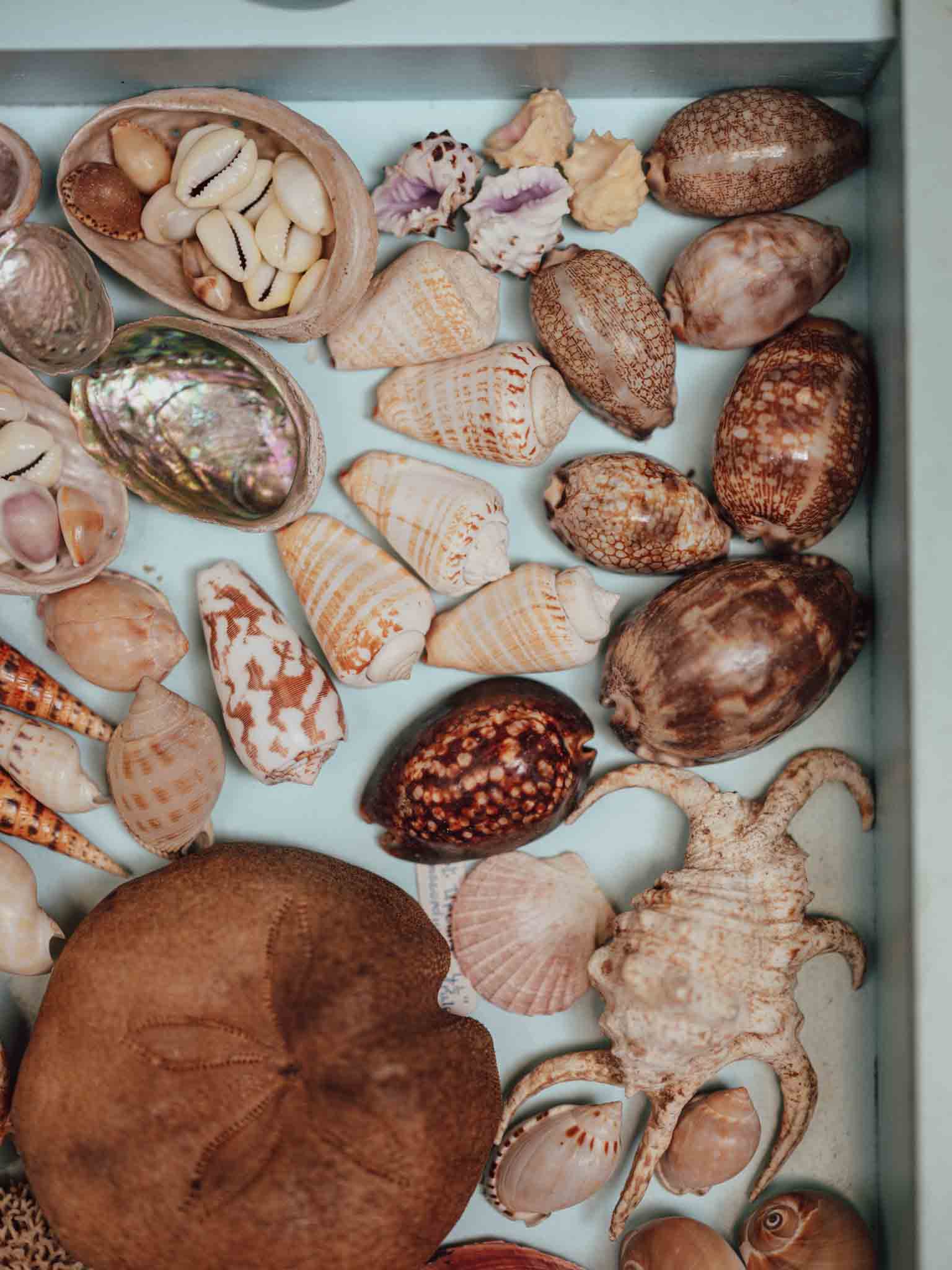Tropical Shell Display Tray Mixed Specimens with Labels