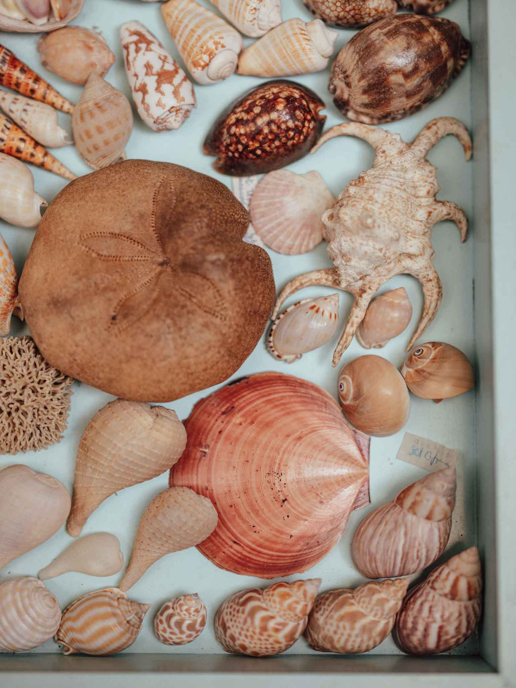 Tropical Shell Display Tray Mixed Specimens with Labels