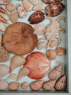 Tropical Shell Display Tray Mixed Specimens with Labels