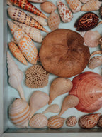 Tropical Shell Display Tray Mixed Specimens with Labels