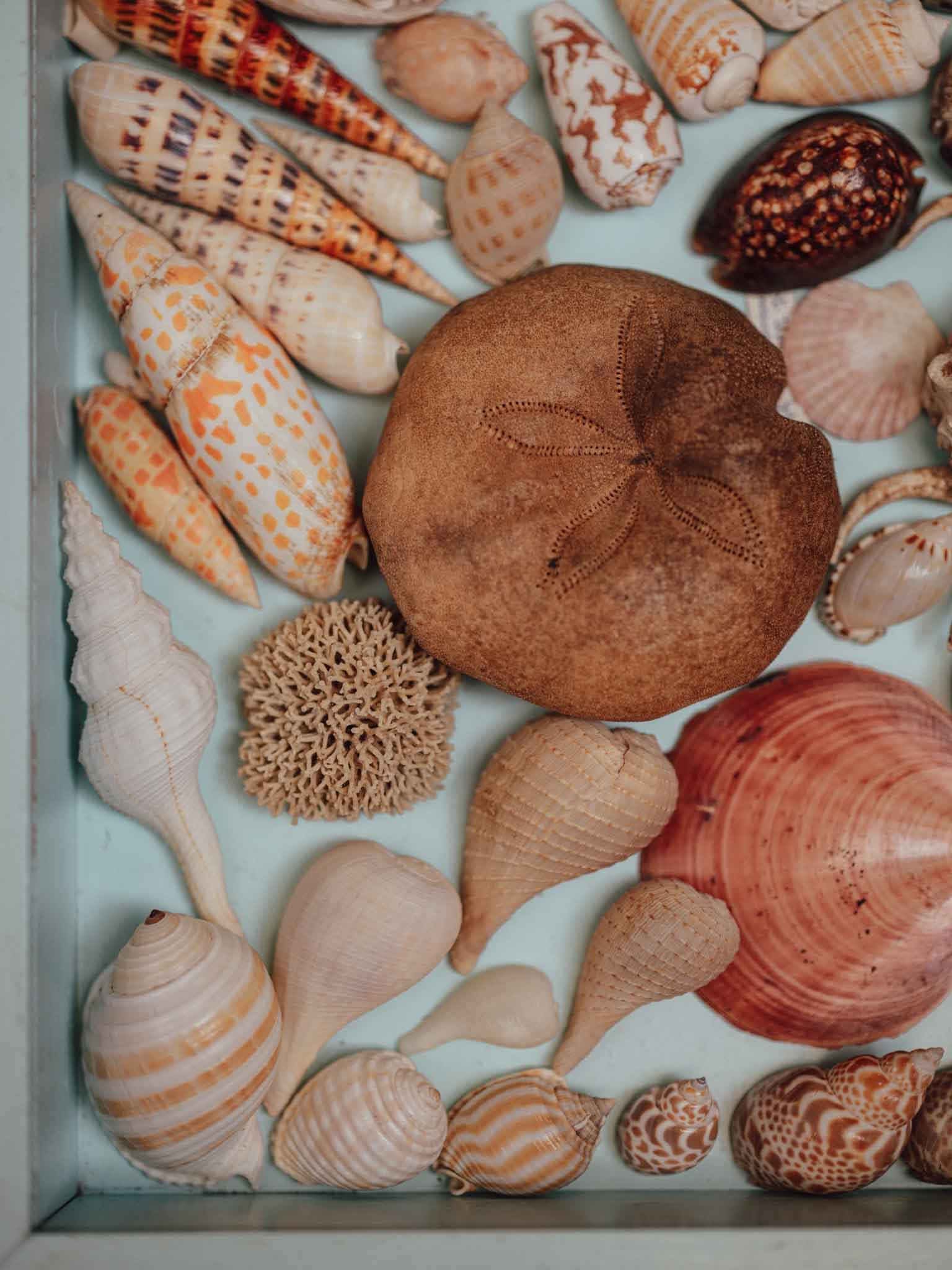 Tropical Shell Display Tray Mixed Specimens with Labels