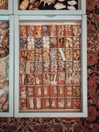Vintage Shell Collection in Matchboxes with Original Labels