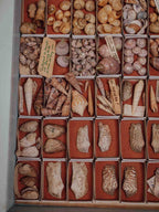 Vintage Shell Collection in Matchboxes with Original Labels
