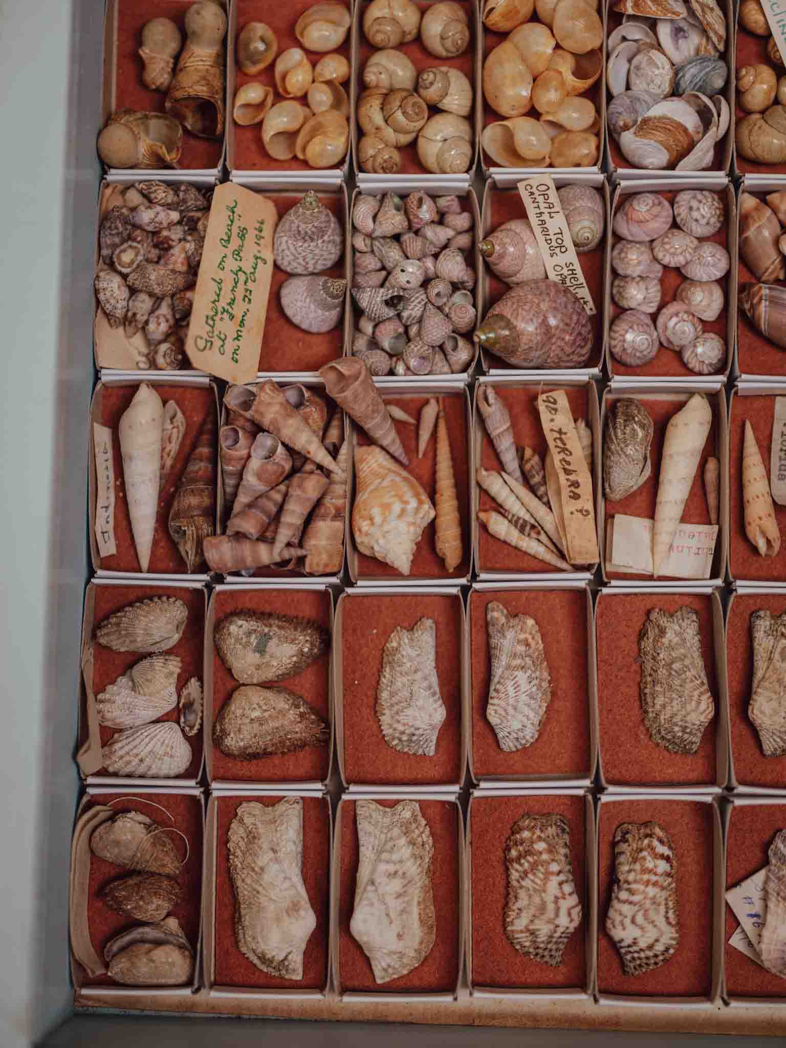 Vintage Shell Collection in Matchboxes with Original Labels