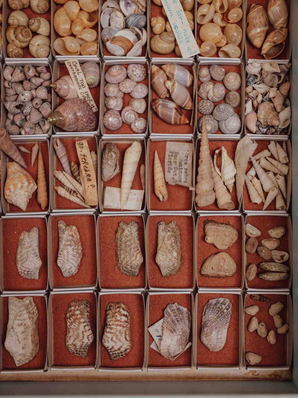 Vintage Shell Collection in Matchboxes with Original Labels