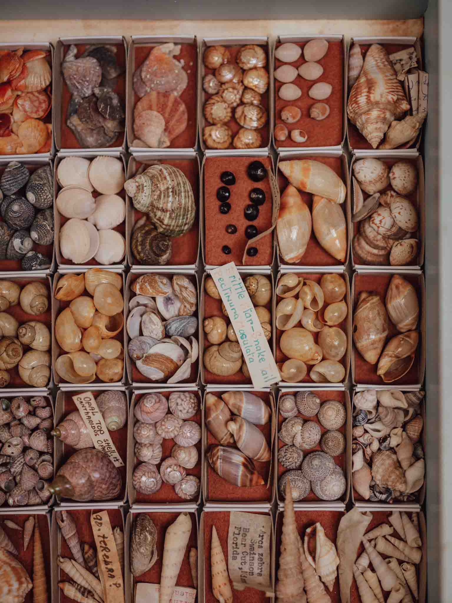 Vintage Shell Collection in Matchboxes with Original Labels