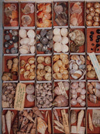 Vintage Shell Collection in Matchboxes with Original Labels