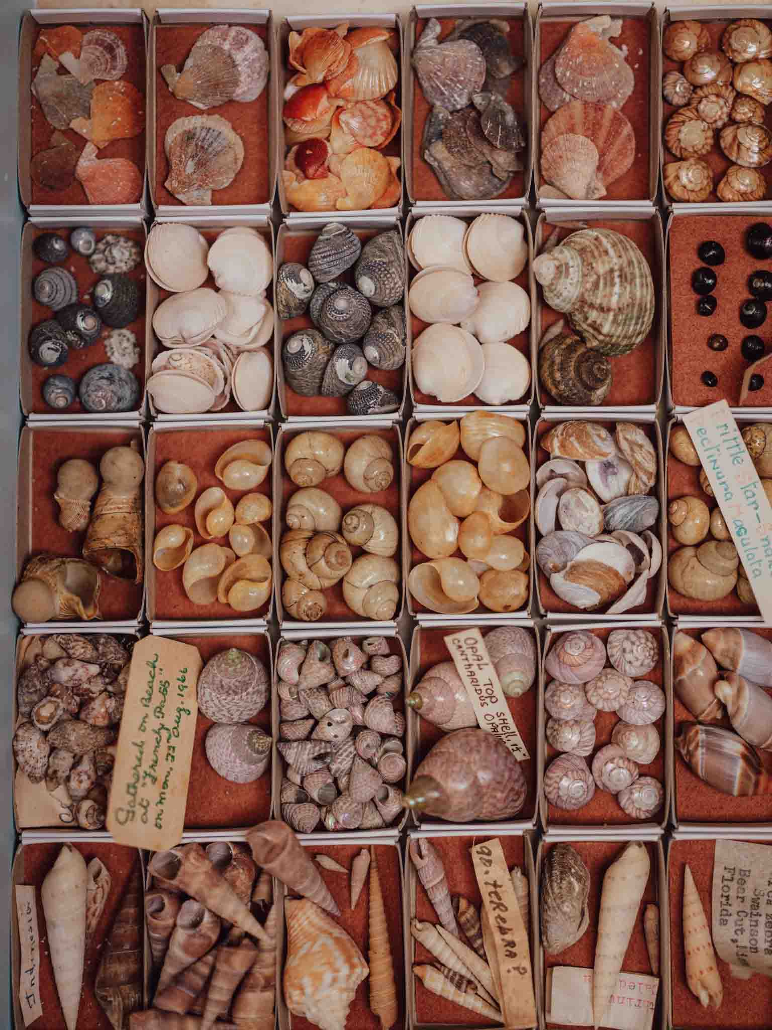 Vintage Shell Collection in Matchboxes with Original Labels