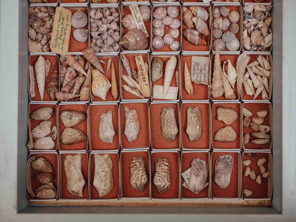 Vintage Shell Collection in Matchboxes with Original Labels