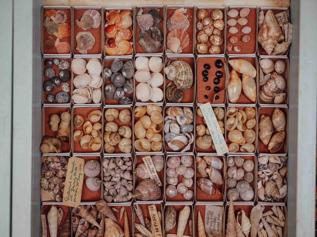 Vintage Shell Collection in Matchboxes with Original Labels