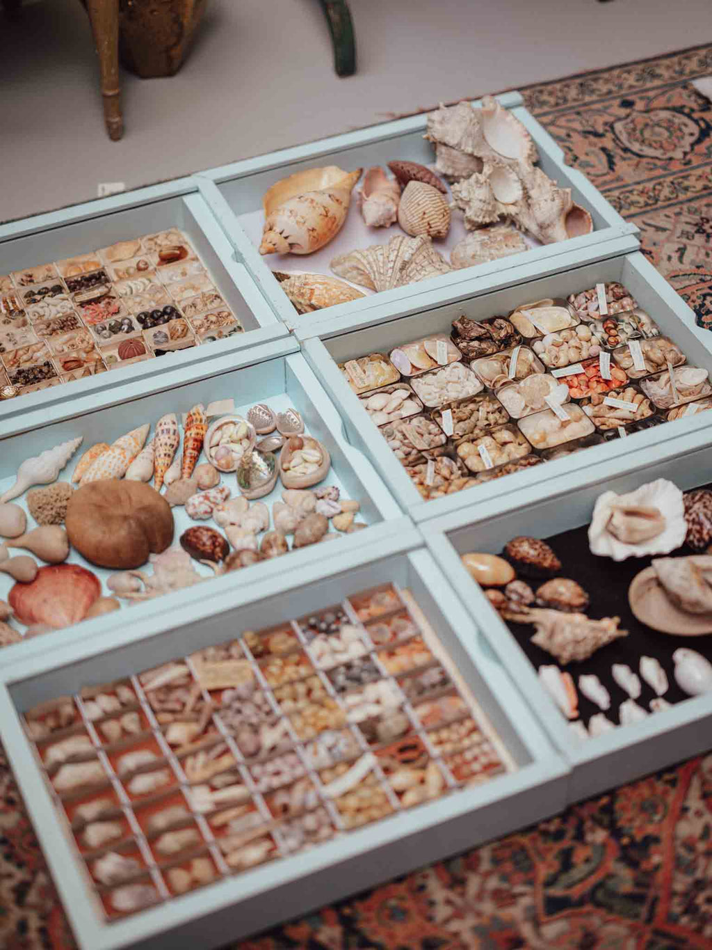 Large Tropical Shells - Sold Individually