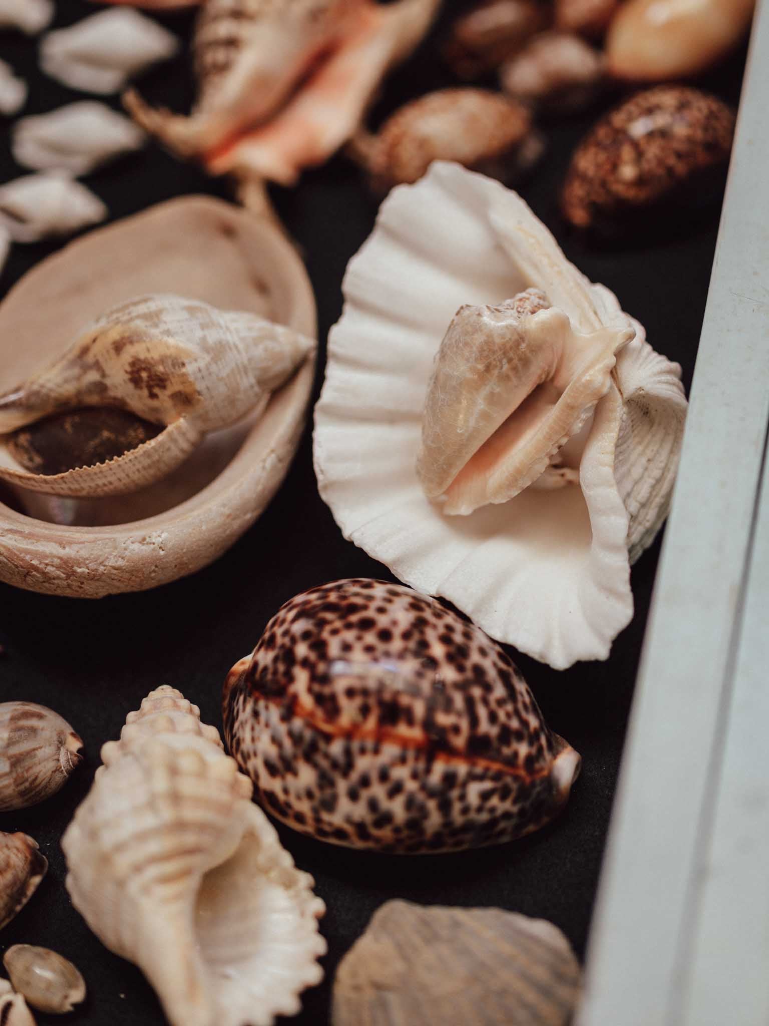 Collection of various shells on a dark surface