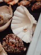 Close-up of various shells with a white shell in the center.
