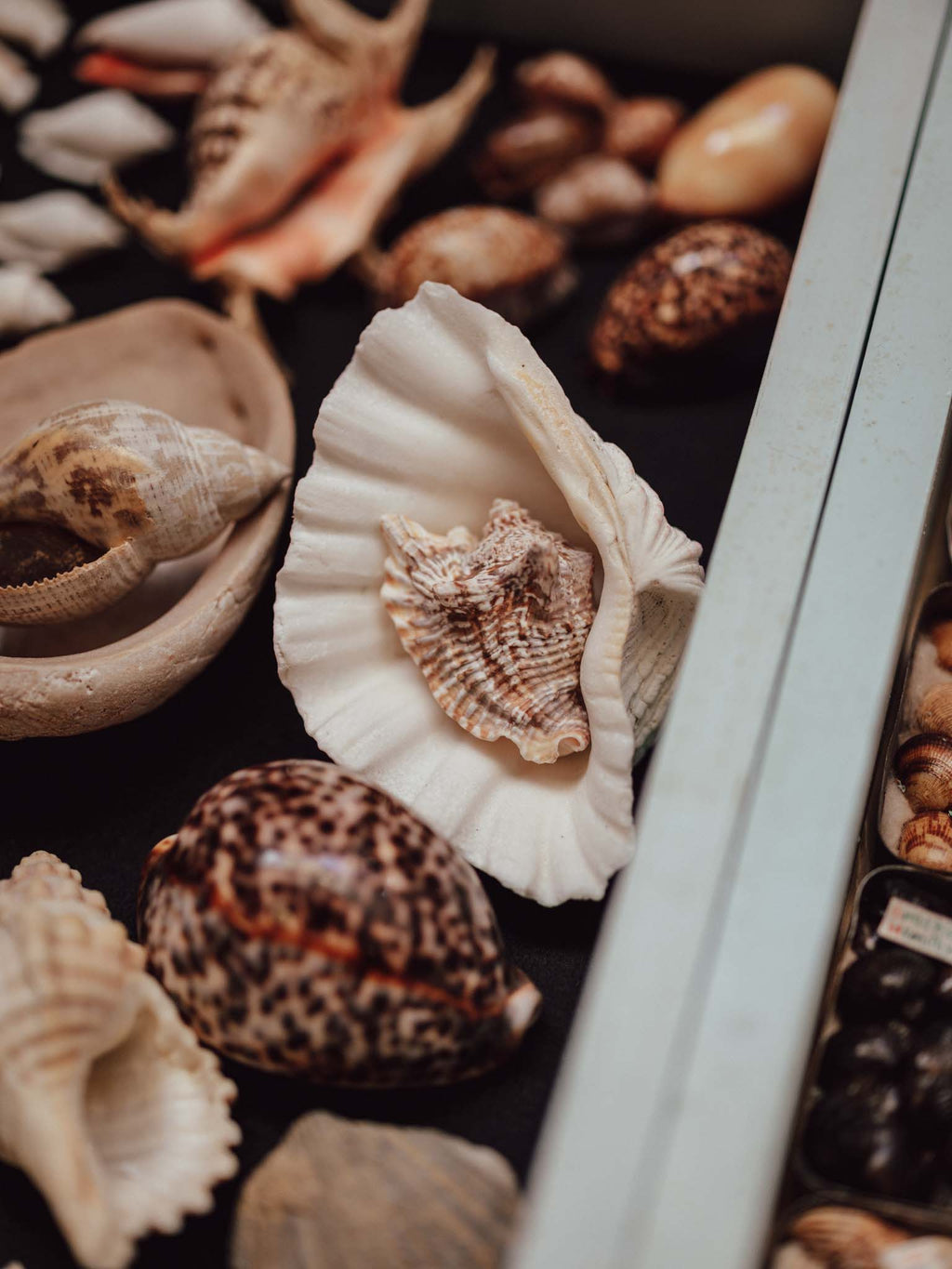 Collection of various shells on a dark surface with a white edge.