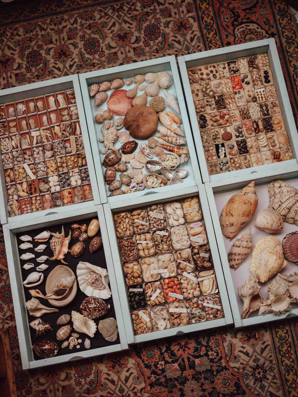 Large Tropical Shells - Sold Individually