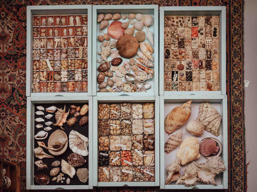 Collection of seashells and other natural items arranged in a display case.