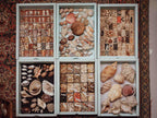 Collection of seashells and other natural items arranged in a display case.