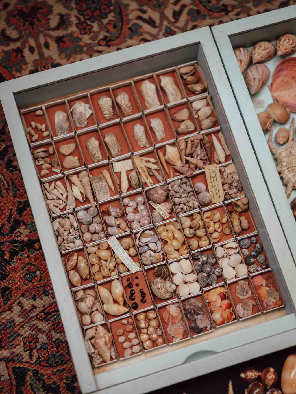 Vintage Shell Collection in Matchboxes with Original Labels