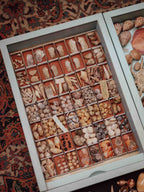Vintage Shell Collection in Matchboxes with Original Labels