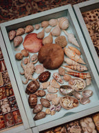 Tropical Shell Display Tray Mixed Specimens with Labels