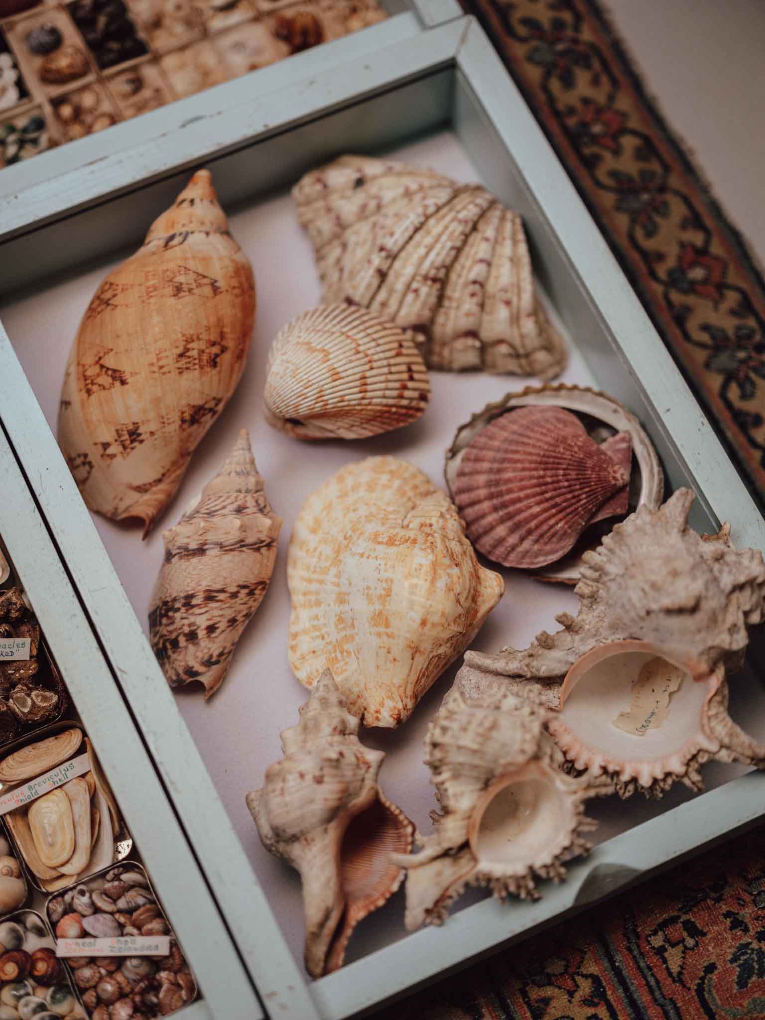 Large Tropical Shells - Sold Individually