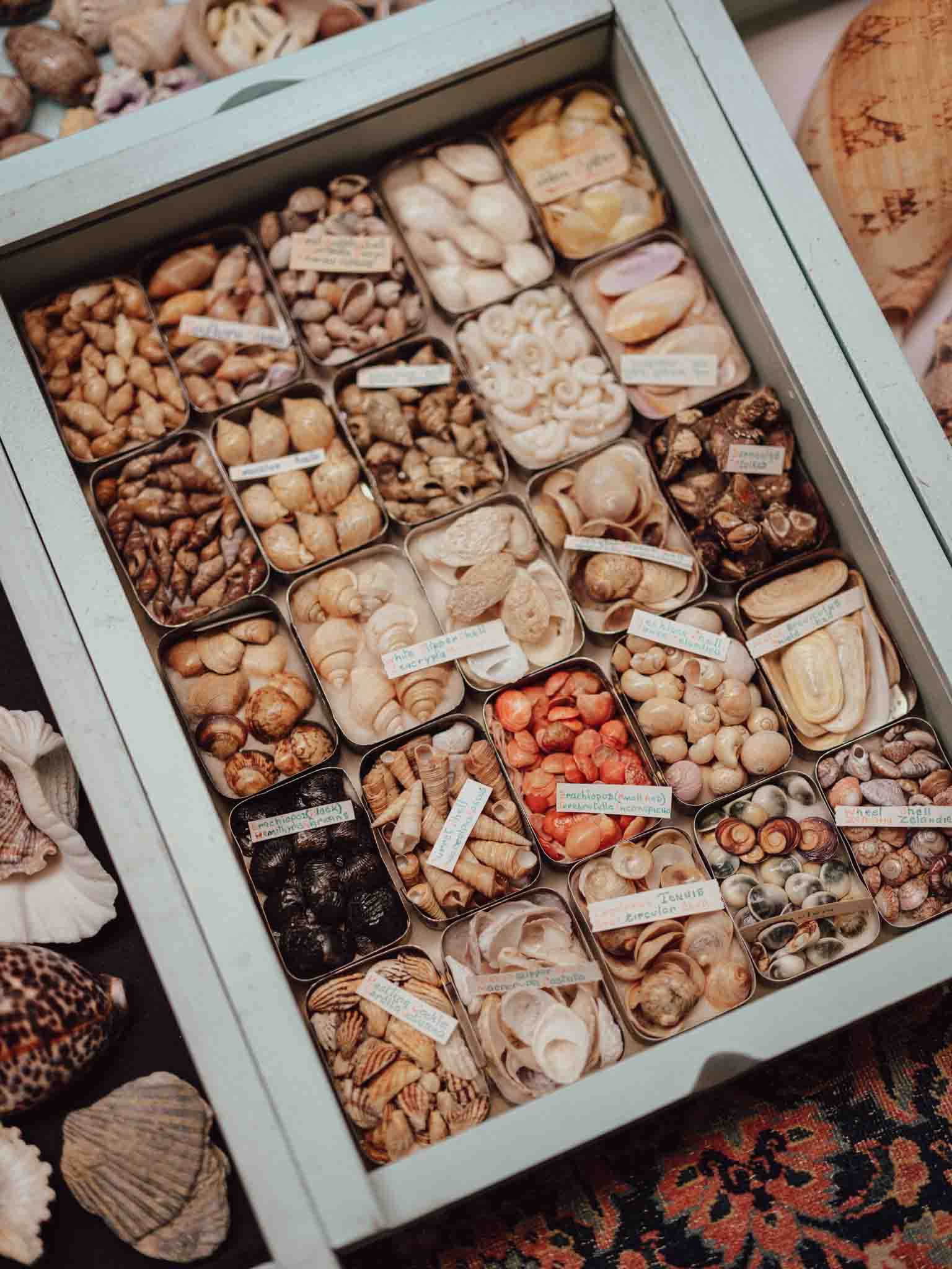 Vintage Shell Collection in Vintage Tins with Handwritten Notes