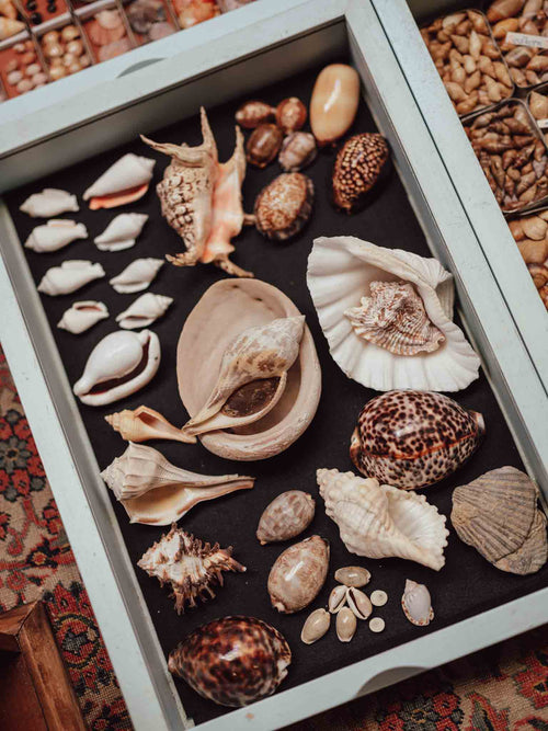 Collection of various shells in a display case on a patterned surface
