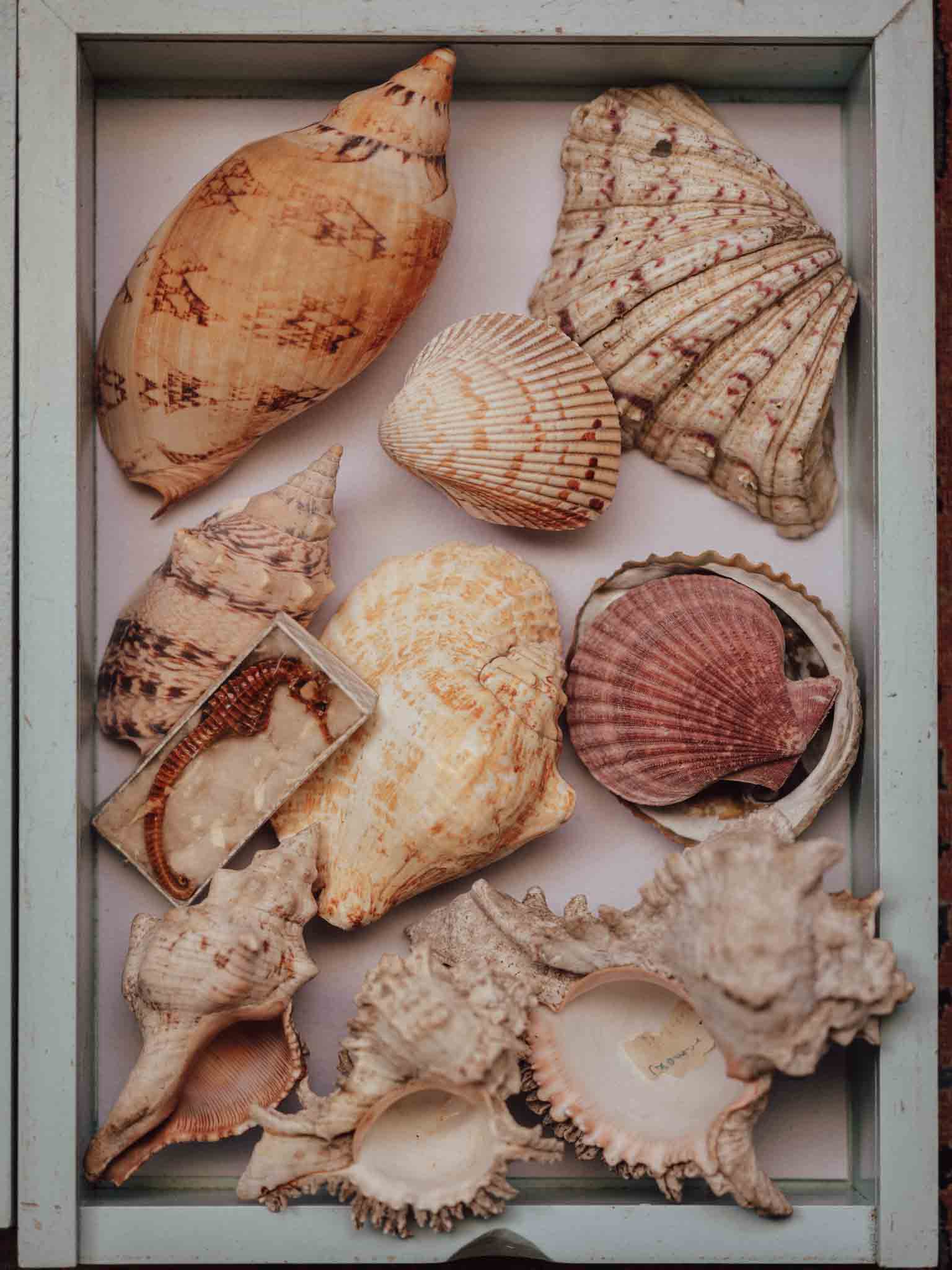 Large Tropical Shells - Sold Individually