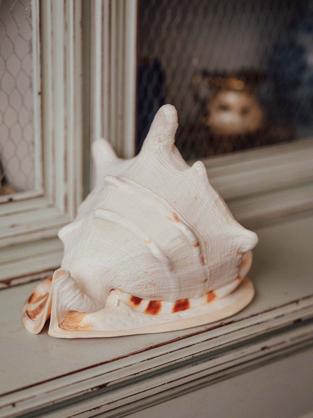Giant Cassis Cornuta / Horned Helmet Shell