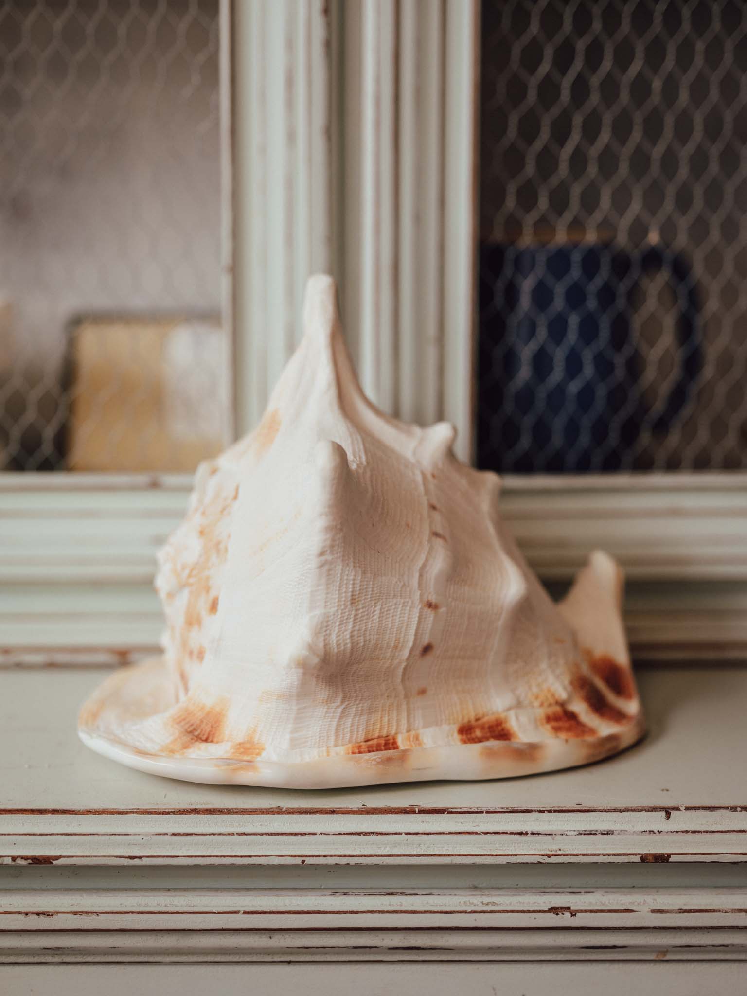Giant Cassis Cornuta / Horned Helmet Shell