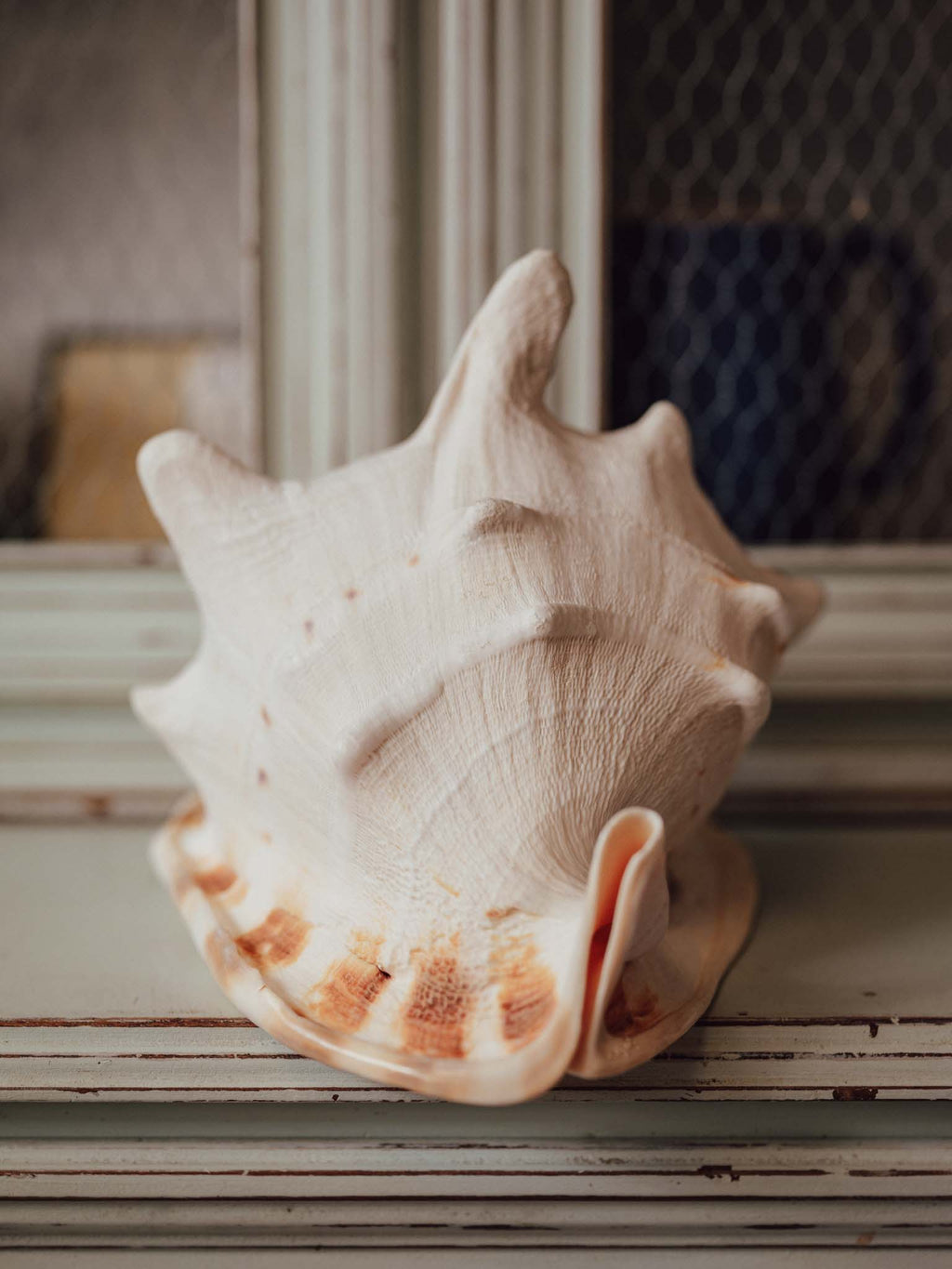 Giant Cassis Cornuta / Horned Helmet Shell