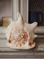 Giant Cassis Cornuta / Horned Helmet Shell