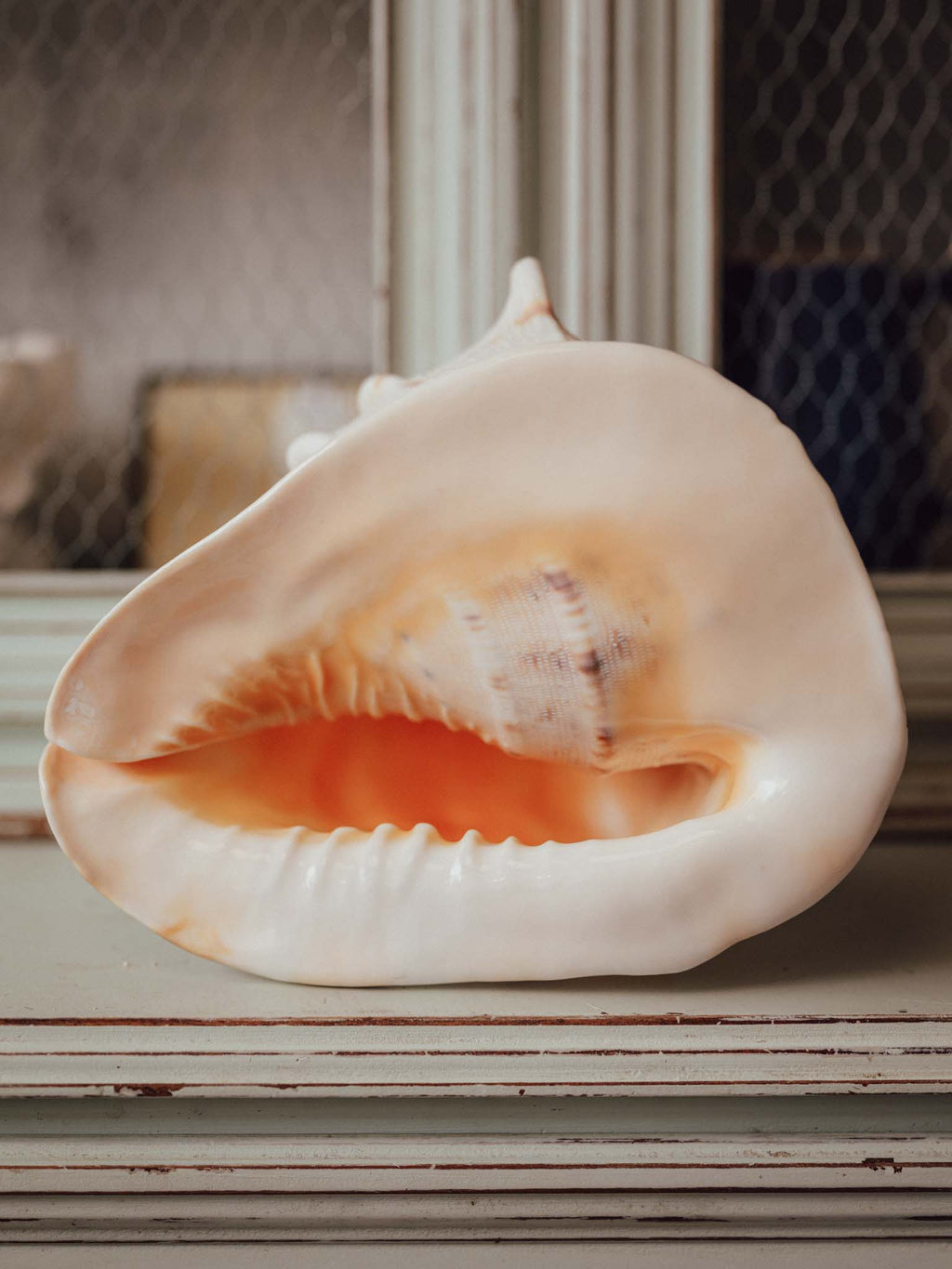 Giant Cassis Cornuta / Horned Helmet Shell