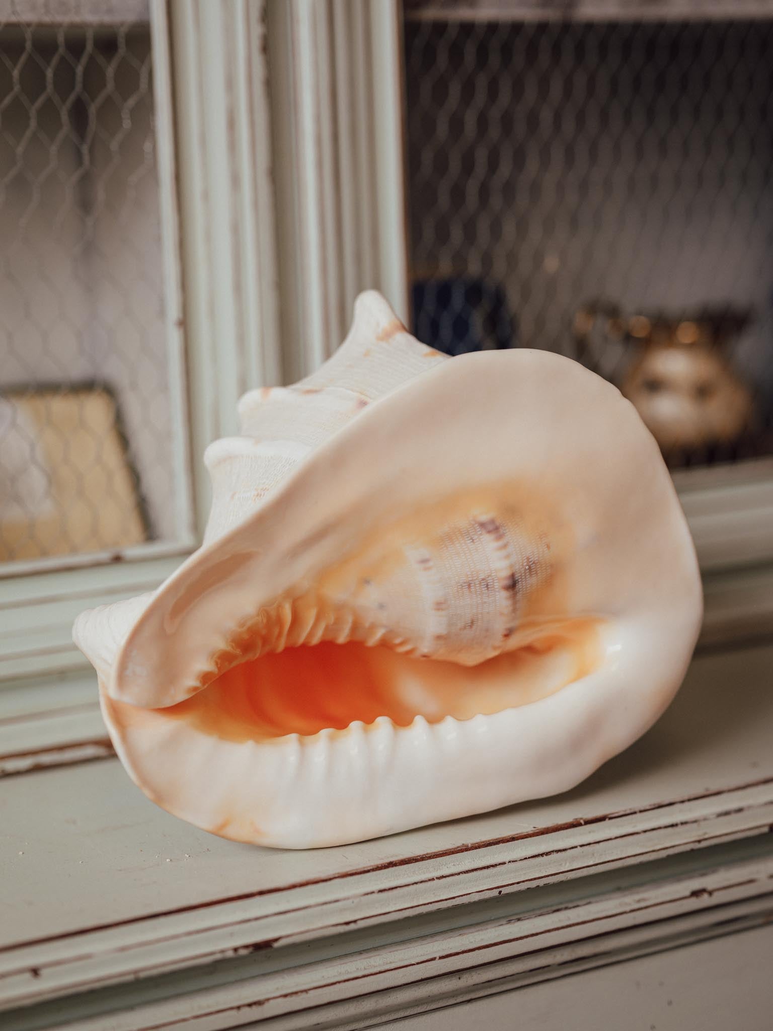 Giant Cassis Cornuta / Horned Helmet Shell