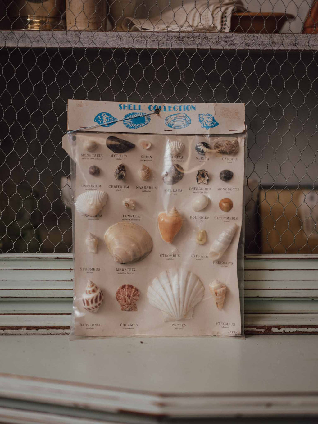 Vintage Japanese Shell Collection - Mid-Century Educational Display Card