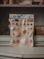 Vintage Japanese Shell Collection - Mid-Century Educational Display Card