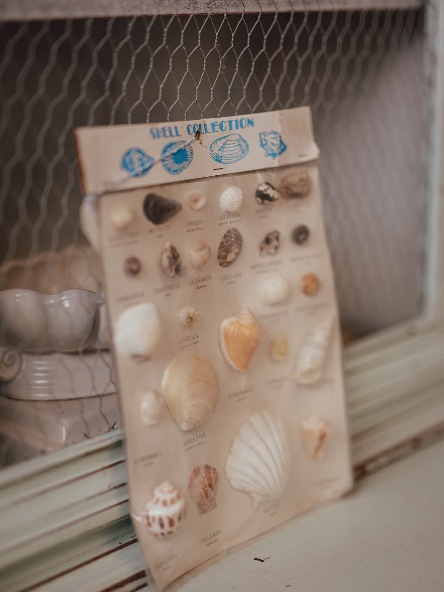 Vintage Japanese Shell Collection - Mid-Century Educational Display Card