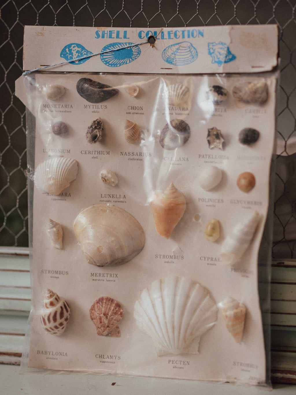 Vintage Japanese Shell Collection - Mid-Century Educational Display Card