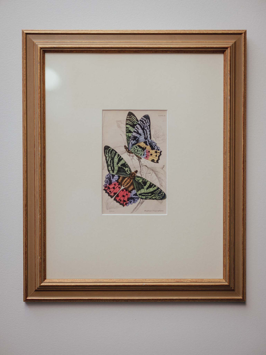 Antique Hand Coloured Madagascan Sunset Moth Engraving by Jardine c1830