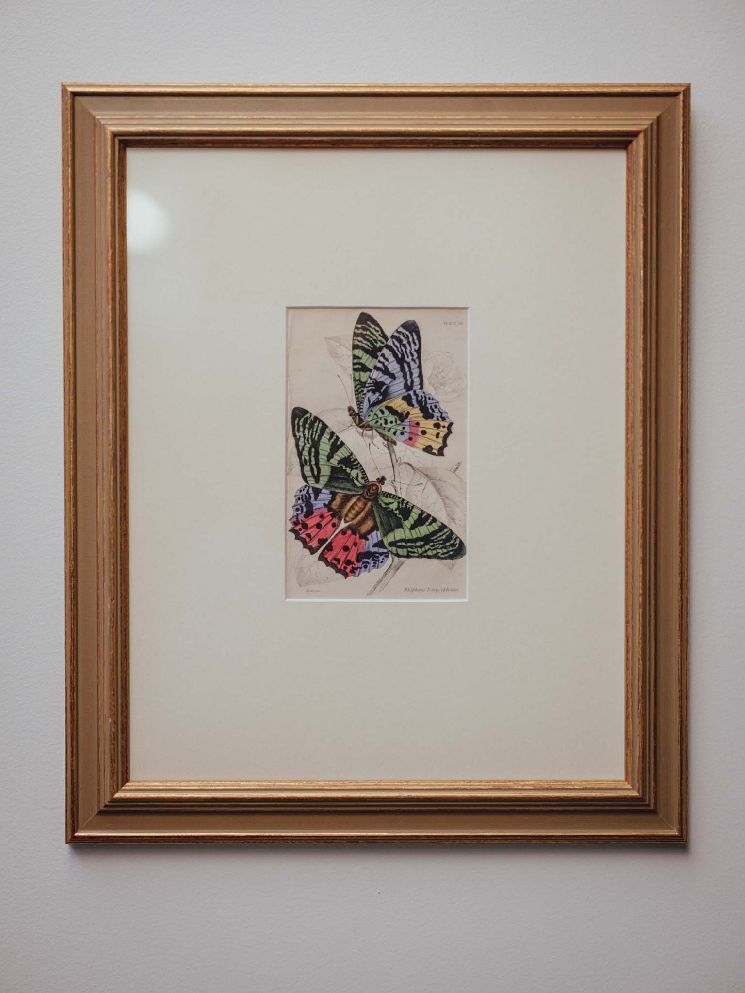 Antique Hand Coloured Madagascan Sunset Moth Engraving by Jardine c1830