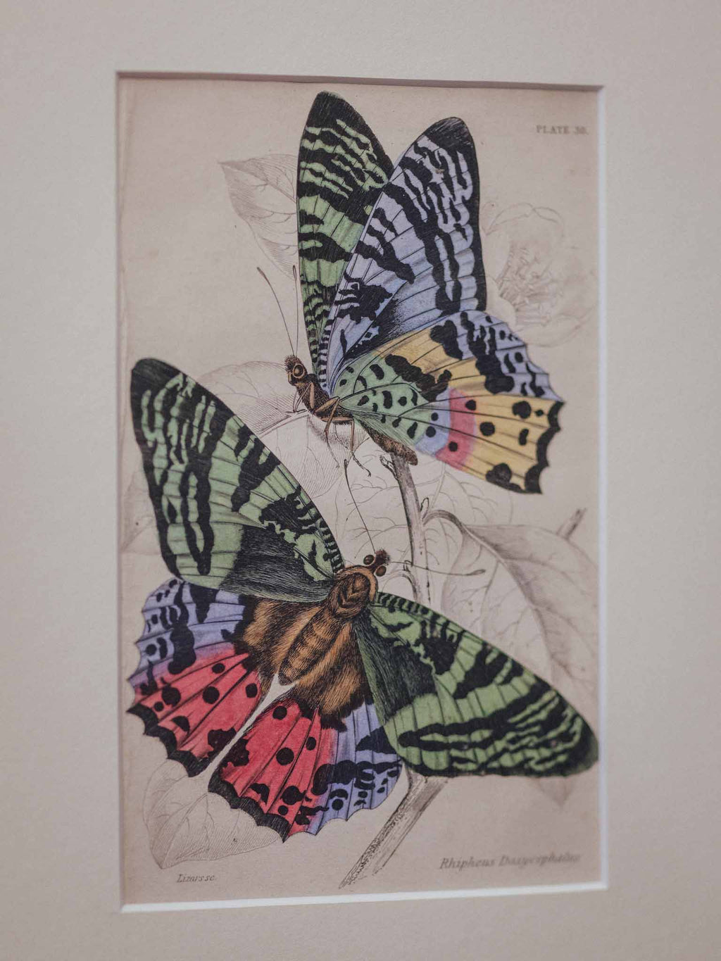 Antique Hand Coloured Madagascan Sunset Moth Engraving by Jardine c1830